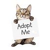 cat-carrying-adopt-me-sign-.jpg